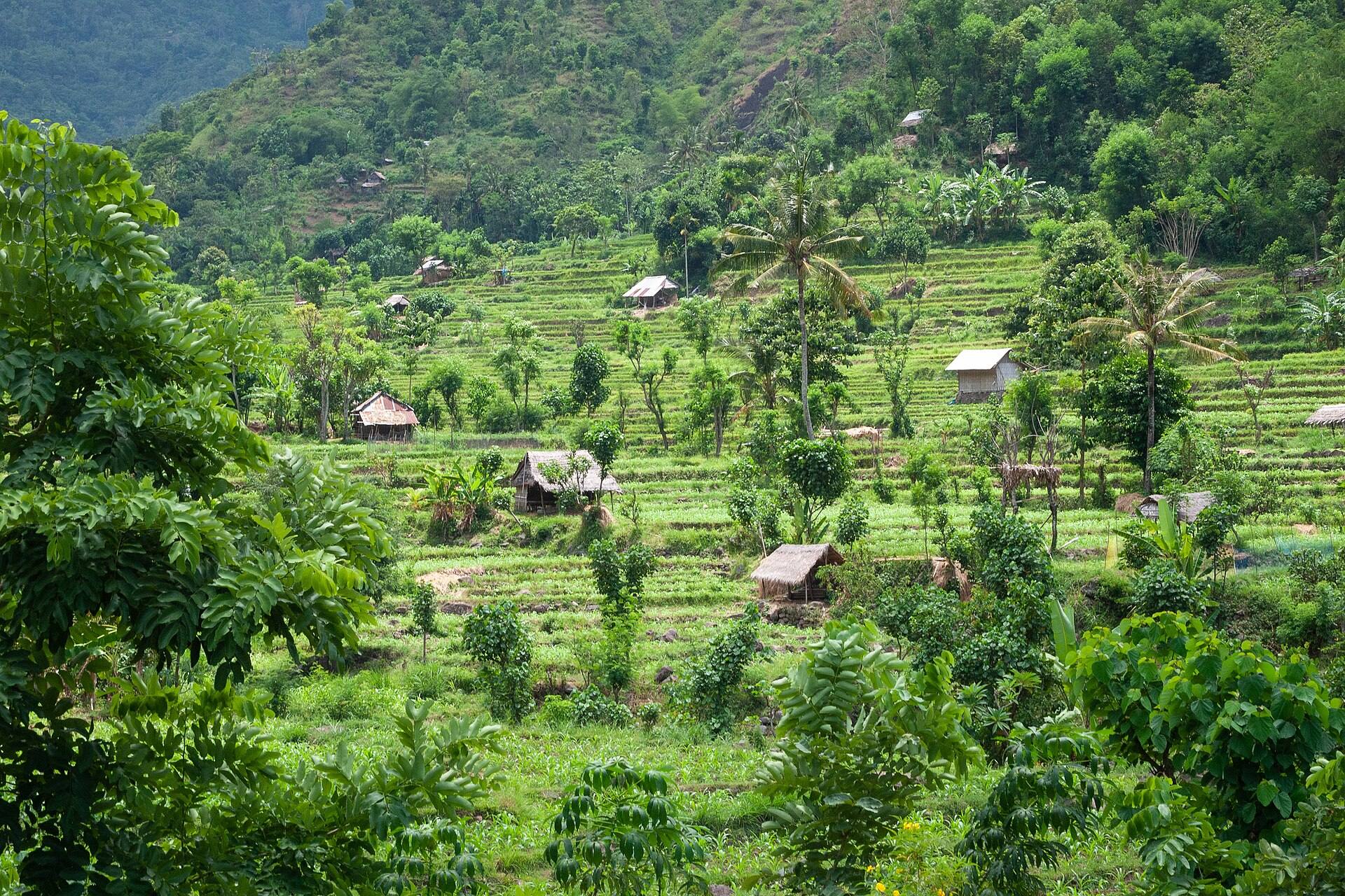 Rice terraces, Bali