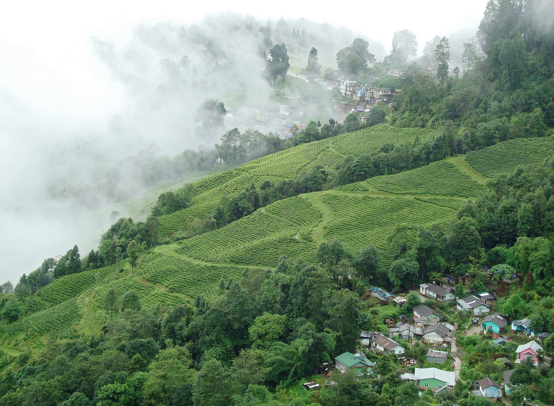 Tea gardens, Darjeeling